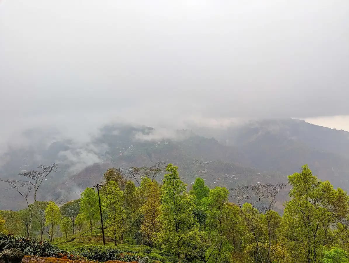 Tea gardens under drifting clouds in the Darjeeling hills